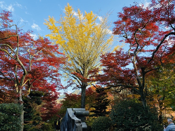 宝泉寺　イチョウ