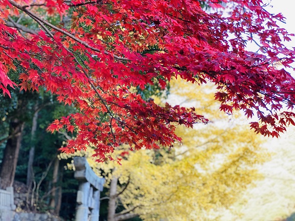 棒賀神社　紅葉と銀杏