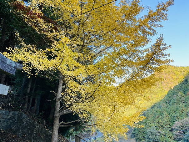 棒賀神社　銀杏2