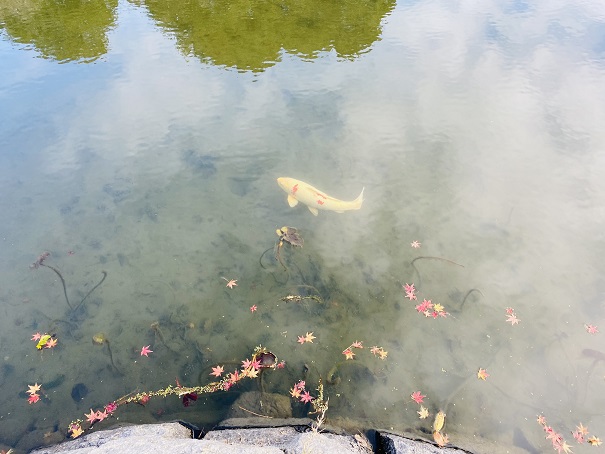 近水園　池の鯉