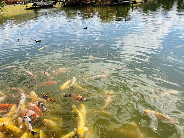 岡山後楽園　池の鯉