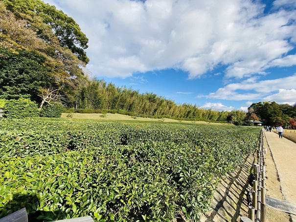 岡山後楽園　茶畑
