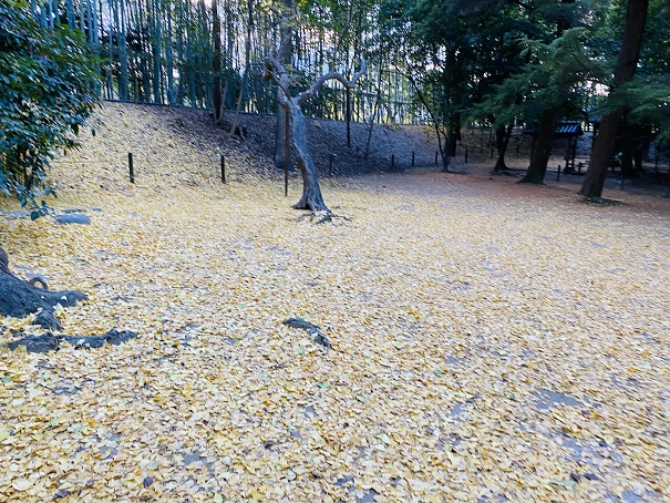 岡山後楽園　黄色いじゅうたん