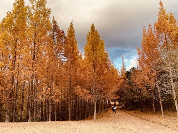 太古の森　セピア色の紅葉