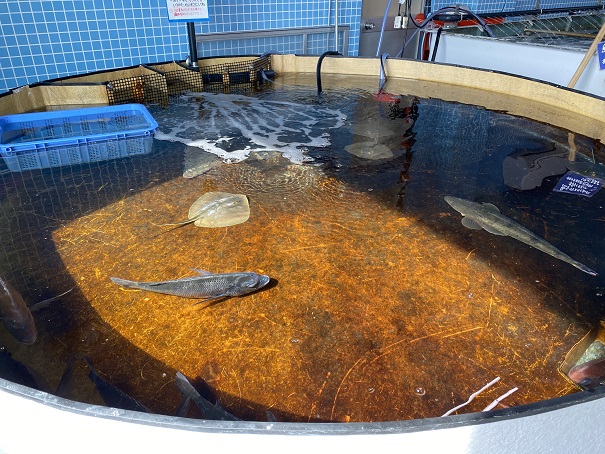 アオハタ鮮魚店　水槽