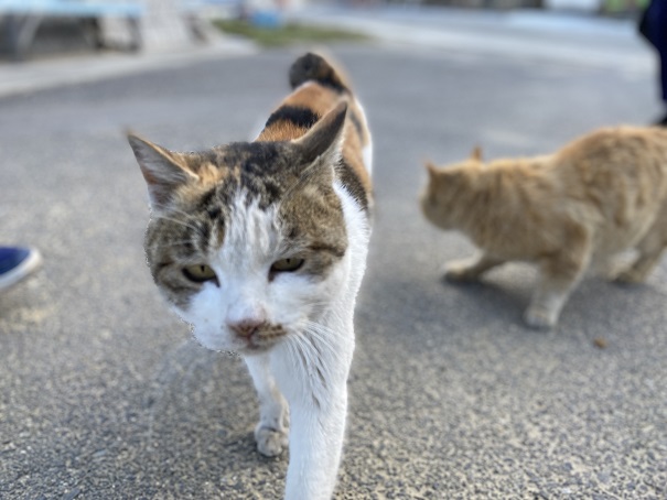 本島の猫2匹
