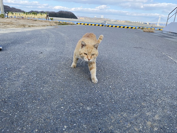 本島の猫　