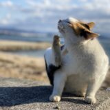 本島の猫