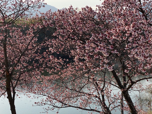 福成寺境内寒桜