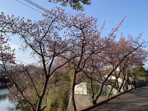 福成寺参道の寒桜