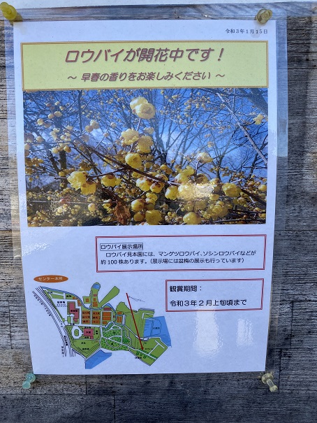 香川県園芸センター　蝋梅の見ごろ