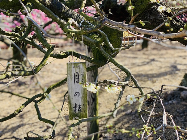 香川県園芸センター　梅の木種類