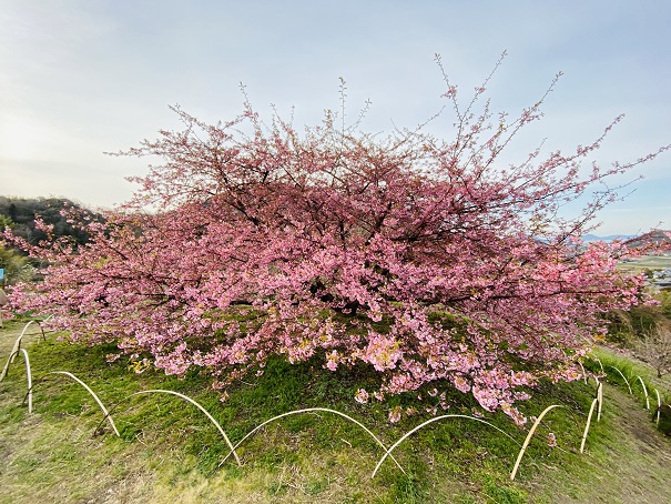 ６分咲きの吉津の河津桜