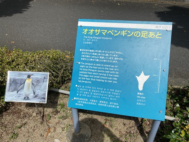 愛媛県立とべ動物園　足跡の動物