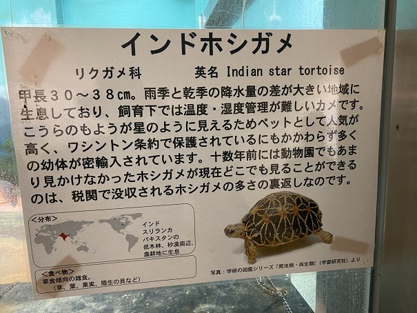 愛媛県立とべ動物園　インドホシガメ案内