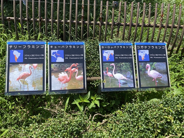 愛媛県立とべ動物園　フラミンゴ案内