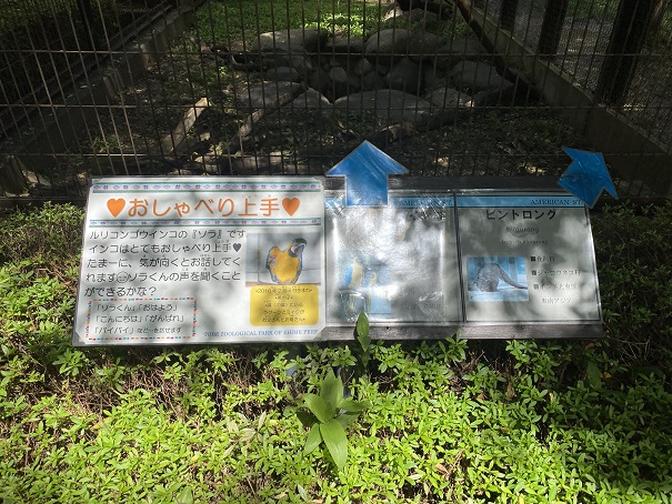 愛媛県立とべ動物園　ルリコンゴウインコ案内
