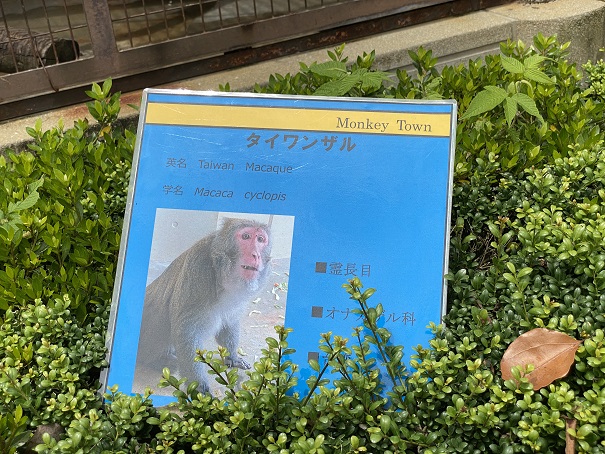 愛媛県立とべ動物園　タイワンザル