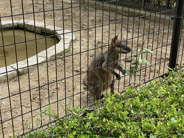 愛媛県立とべ動物園　オグロワラビー