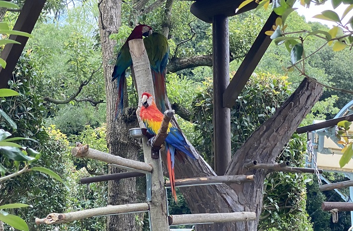 愛媛県立とべ動物園　カラフルな鳥