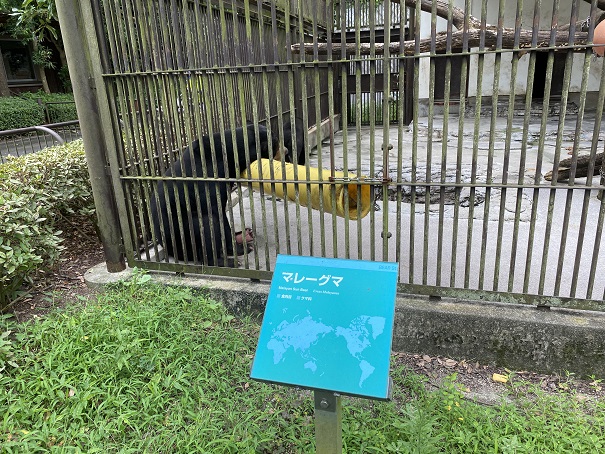 愛媛県立とべ動物園　マレーグマ案内