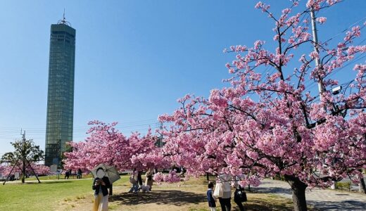 さくらの広場 早咲きの河津桜 ゴールドタワー近く 宇多津町