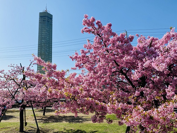 河津桜とゴールドタワー
