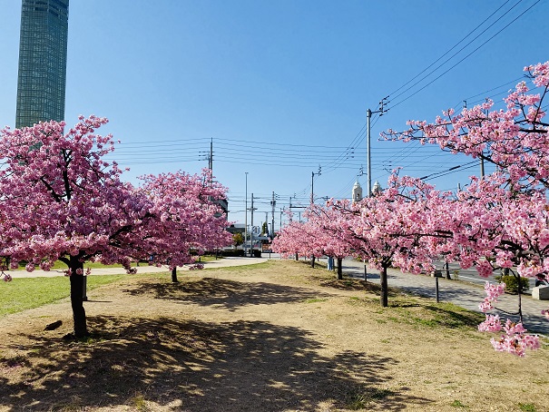 宇多津さくらの広場　桜並木