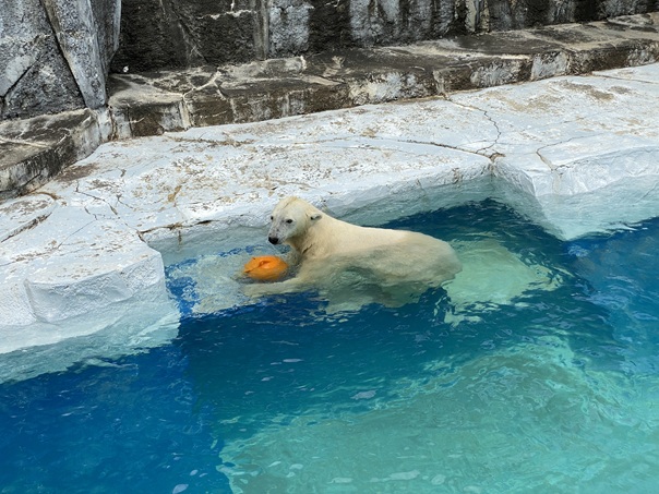 とべ動物園 水から上がるピース