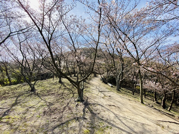 城山桜公園　２４瞳ロケ地