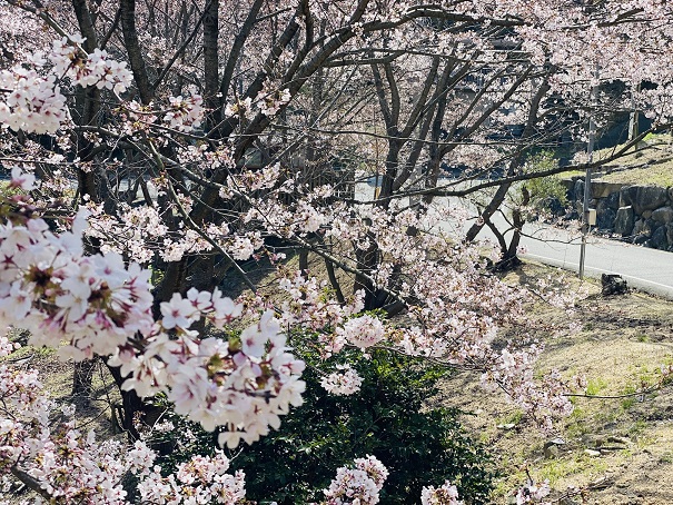 城山桜公園　登り口の桜1