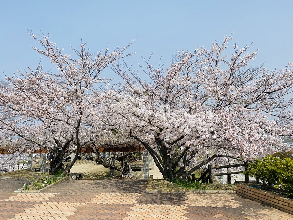 桃陵公園　ふれあい広場　桜