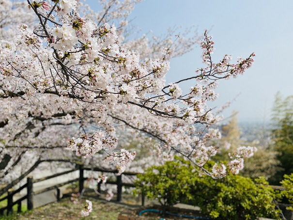 桃陵公園　ふれあい広場桜2