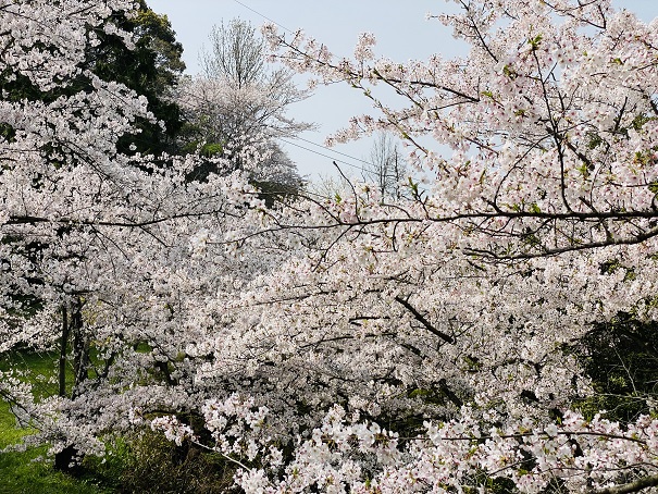 桃陵公園　出合いの広場桜