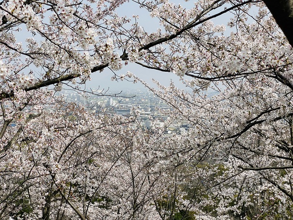 桃陵公園　出合いの広場桜2