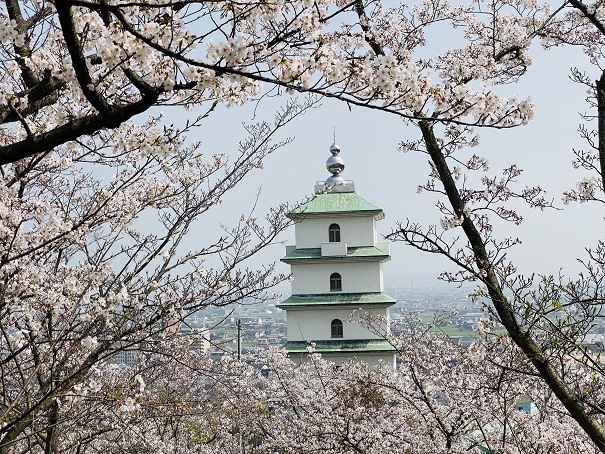 桃陵公園　出合いの広場桜3