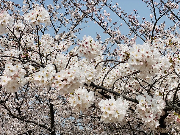 桃陵公園　出合いの広場桜4