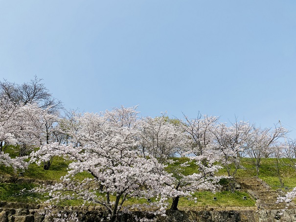 桃陵公園　コンコース広場桜２