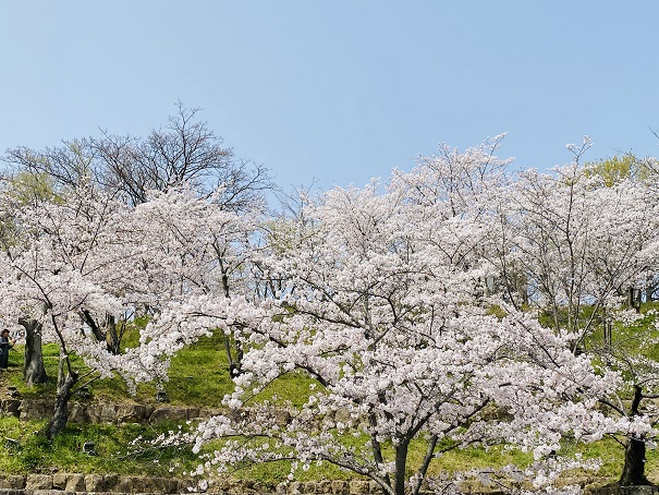 桃陵公園　コンコース広場桜3