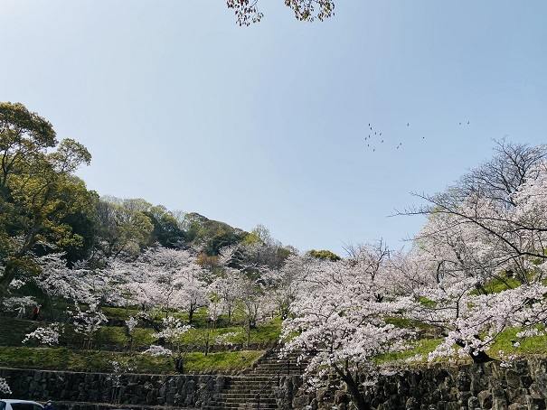 桃陵公園　コンコース広場桜1