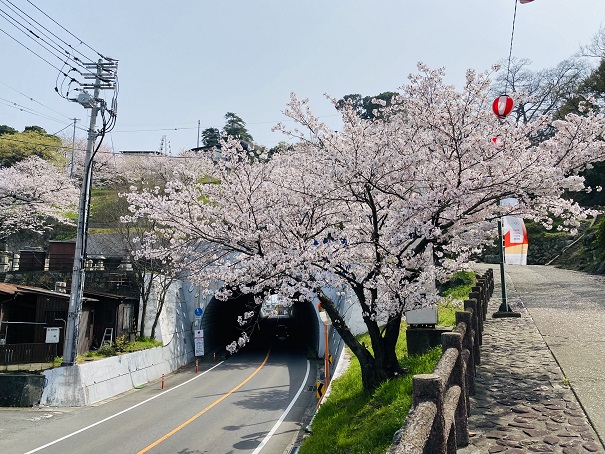 桃陵トンネル桜1