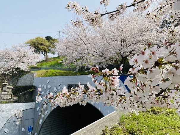 桃陵トンネル桜2