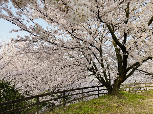 朝日山森林公園　桜2