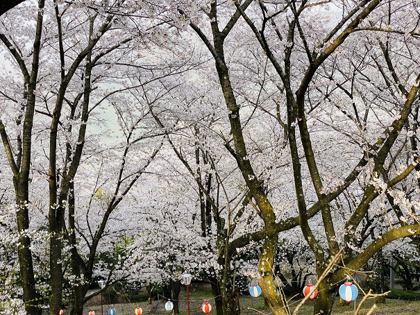 朝日山森林公園　桜9
