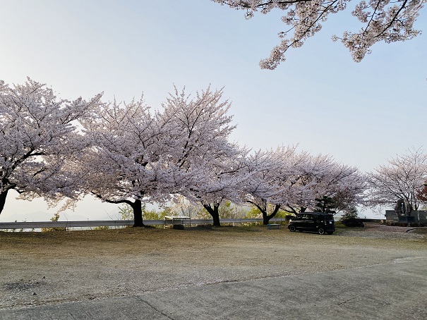 朝日山森林公園　桜10