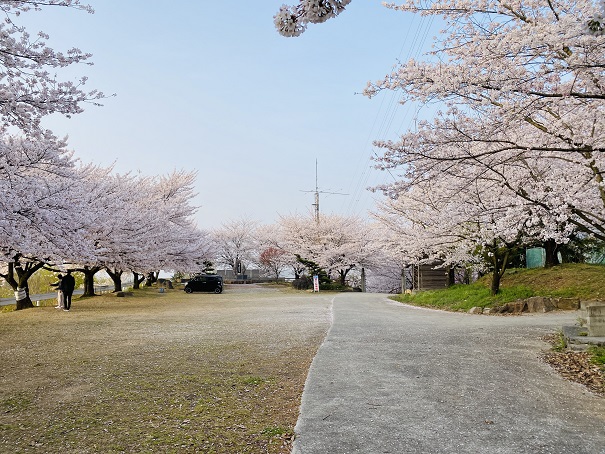 朝日山森林公園　展望台の桜