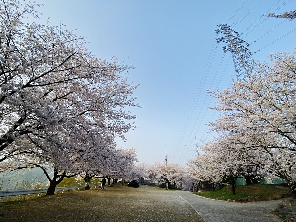 朝日山森林公園　展望台桜3