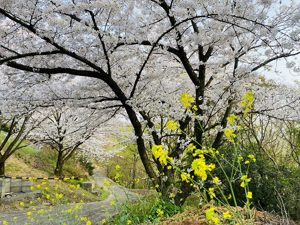 朝日山森林公園　菜の花と桜