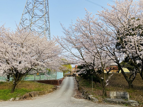 朝日山森林公園　鉄塔と桜