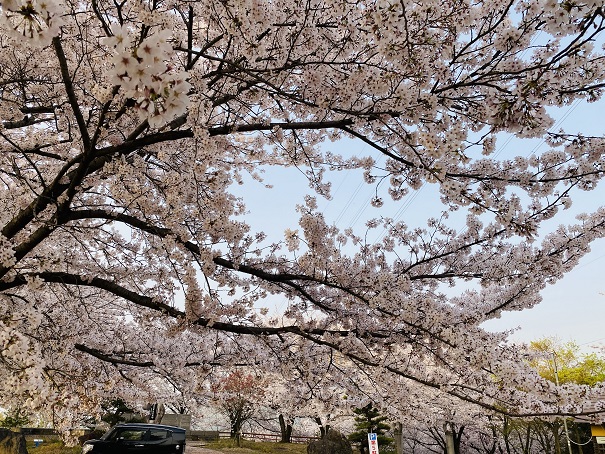 朝日山森林公園　展望台桜5